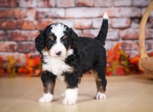 tri-colored male mini bernedoodle near Chicago Illinois