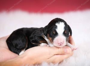 tri-colored male mini bernedoodle near Chicago Illinois