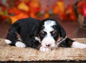 tri-colored male mini bernedoodle near Chicago Illinois