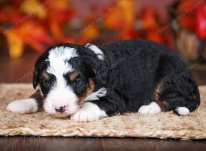 tri-colored male mini bernedoodle near Chicago Illinois