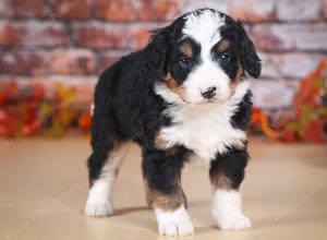 tri-colored male mini bernedoodle near Chicago Illinois