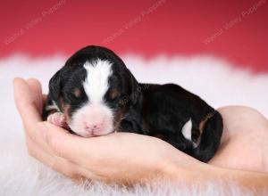 tri-colored male mini bernedoodle near Chicago Illinois