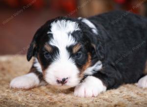 tri-colored male mini bernedoodle near Chicago Illinois