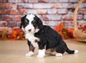 tri-colored male mini bernedoodle near Chicago Illinois