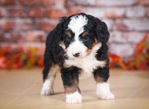 tri-colored male mini bernedoodle near Chicago Illinois