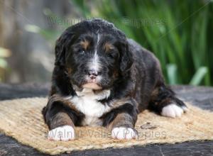 tri-colored standard bernedoodle near Chicago Illinois