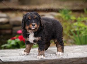 tri-colored standard bernedoodle near Chicago Illinois