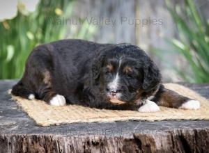 tri-colored standard bernedoodle near Chicago Illinois