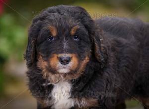 tri-colored standard bernedoodle near Chicago Illinois