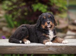 tri-colored standard bernedoodle near Chicago Illinois