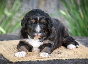 tri-colored standard bernedoodle near Chicago Illinois