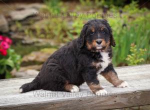 tri-colored standard bernedoodle near Chicago Illinois