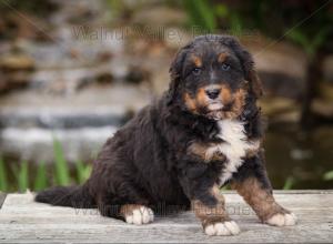 tri-colored standard bernedoodle near Chicago Illinois