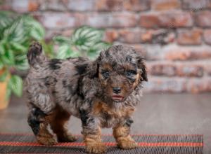 F1B mini bernedoodle near Chicago Illinois