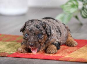 F1B mini bernedoodle near Chicago Illinois