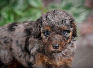 F1B mini bernedoodle near Chicago Illinois