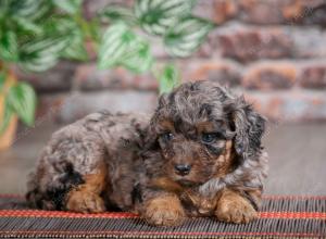 F1B mini bernedoodle near Chicago Illinois