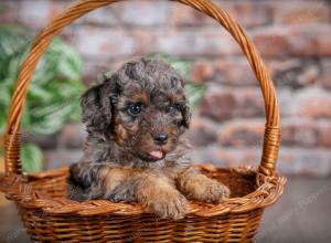 F1B mini bernedoodle near Chicago Illinois