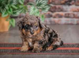 F1B mini bernedoodle near Chicago Illinois