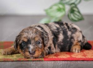 F1B mini bernedoodle near Chicago Illinois