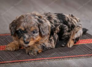 F1B mini bernedoodle near Chicago Illinois