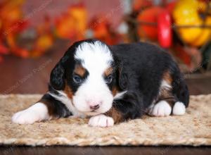 tri-colored male mini bernedoodle near Chicago Illinois