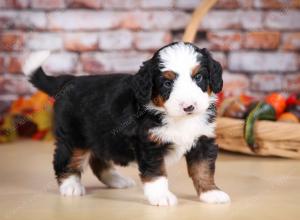 tri-colored male mini bernedoodle near Chicago Illinois