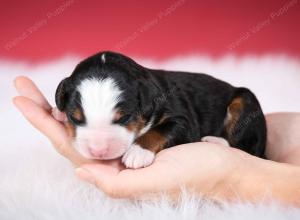 tri-colored male mini bernedoodle near Chicago Illinois