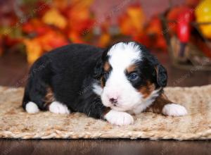 tri-colored male mini bernedoodle near Chicago Illinois