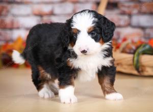 tri-colored male mini bernedoodle near Chicago Illinois