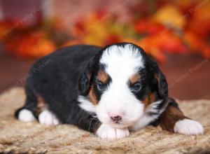 tri-colored male mini bernedoodle near Chicago Illinois