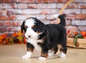 tri-colored male mini bernedoodle near Chicago Illinois