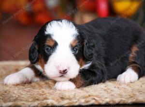 tri-colored male mini bernedoodle near Chicago Illinois