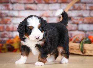 tri-colored male mini bernedoodle near Chicago Illinois