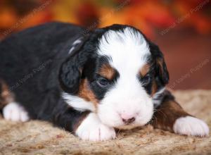 tri-colored male mini bernedoodle near Chicago Illinois