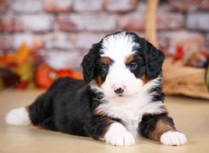 tri-colored male mini bernedoodle near Chicago Illinois