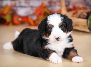 tri-colored male mini bernedoodle near Chicago Illinois