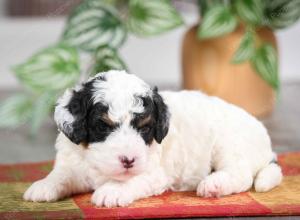 F1B mini bernedoodle near Chicago Illinois