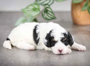 F1B mini bernedoodle near Chicago Illinois