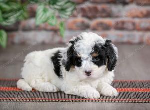 F1B mini bernedoodle near Chicago Illinois