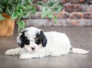 F1B mini bernedoodle near Chicago Illinois