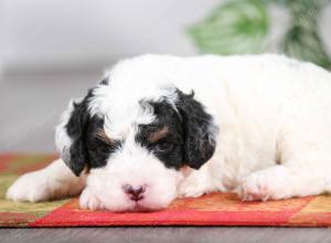 F1B mini bernedoodle near Chicago Illinois