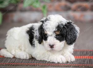 F1B mini bernedoodle near Chicago Illinois