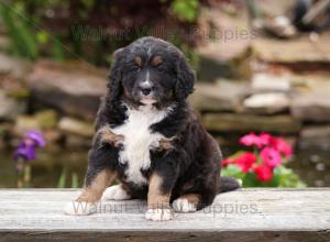 tri-colored standard bernedoodle near Chicago Illinois