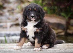 tri-colored standard bernedoodle near Chicago Illinois