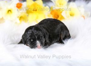 tri-colored standard bernedoodle near Chicago Illinois