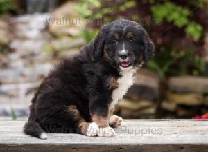 tri-colored standard bernedoodle near Chicago Illinois