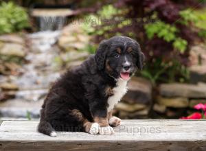 tri-colored standard bernedoodle near Chicago Illinois