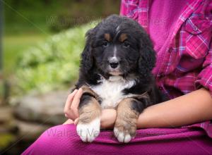 tri-colored standard bernedoodle near Chicago Illinois