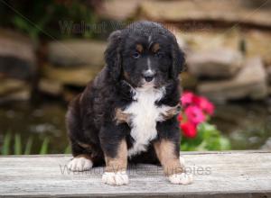 tri-colored standard bernedoodle near Chicago Illinois